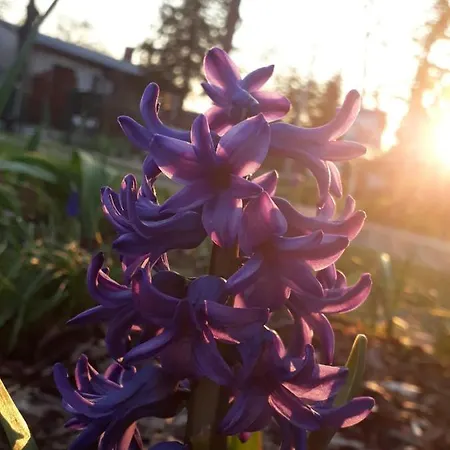 Gartenblick * Trebbin